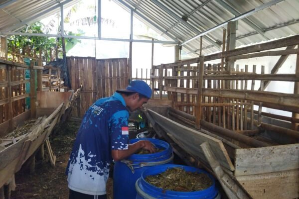 Transformasi Kehidupan Abdullah: Dari Petani Tradisional Menuju Peternak Modern Berkat Program Kandang Komunal